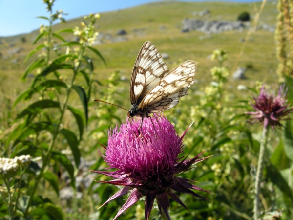 Melanargia russiae